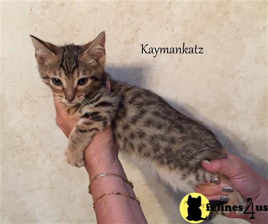 jmiller@kaymankatz.com Picture 1